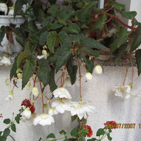 BEGONIA PENDULA